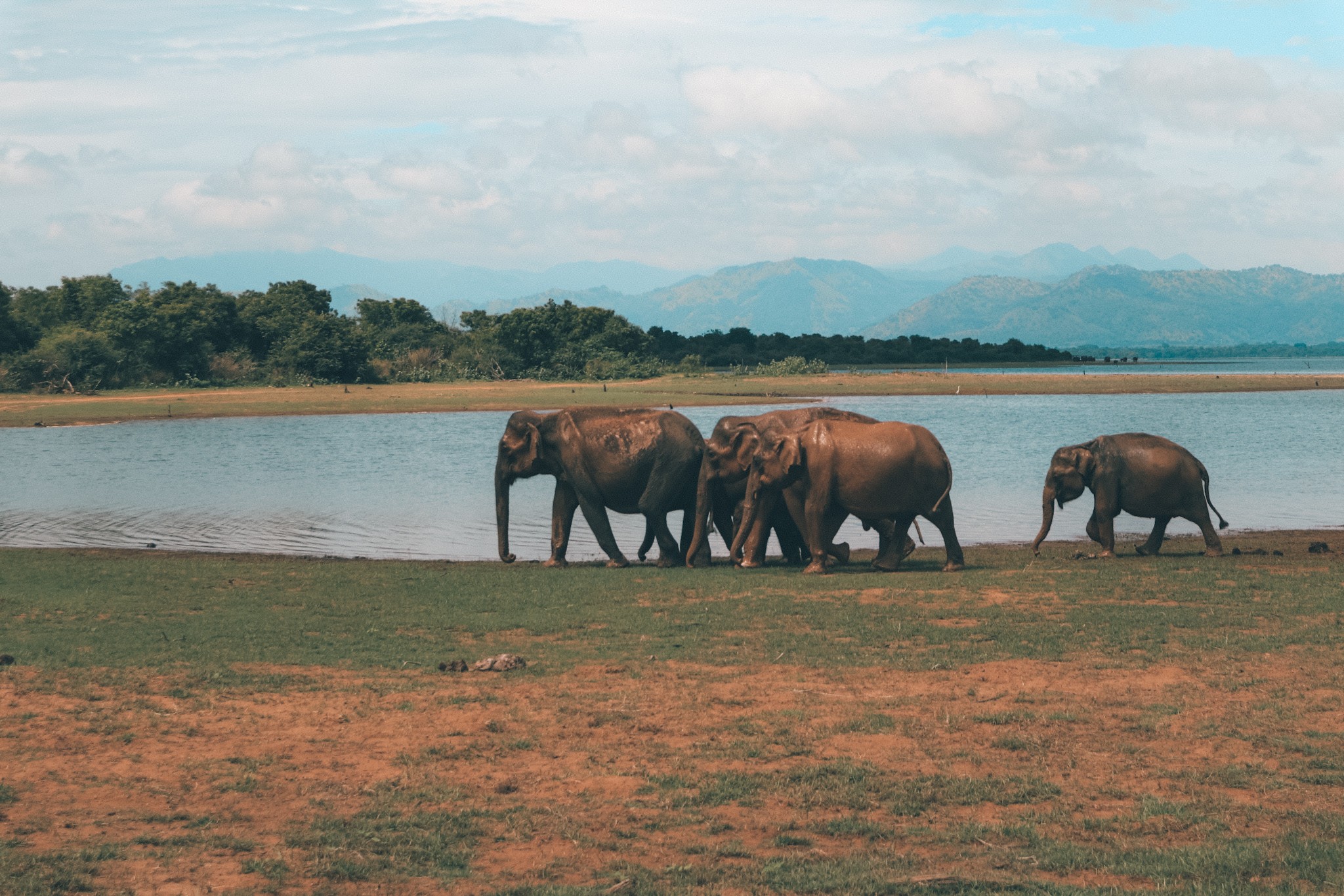 Elefanten am See im Udawalawe-Nationalpark