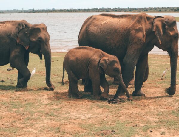 Safari Tour im Udawalawe Nationalpark, Sri Lanka