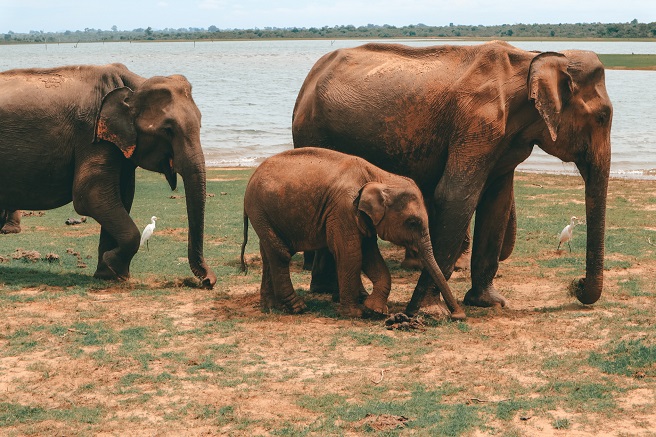 Elefantenfamilie im Udawalawe Nationalpark, Sri Lanka