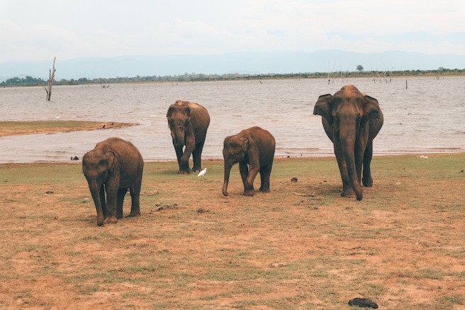 Elefantenherde im Udawalawe Nationalpark