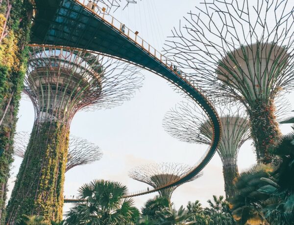 Supertrees im Gardens by the Bay