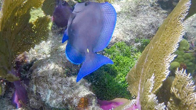 Atemberaubende Unterwasserwelt in Key Largo, Florida