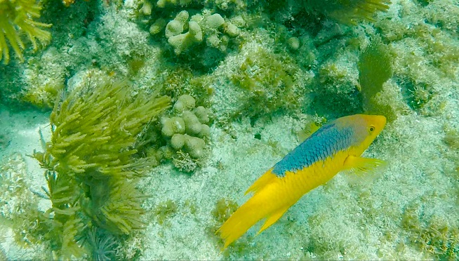 Bunte Fische und Koralle beim Schnorcheln in Key Largo