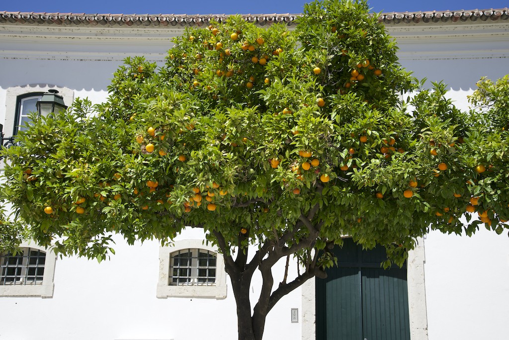 Prachtvoller Orangenbaum in Faro