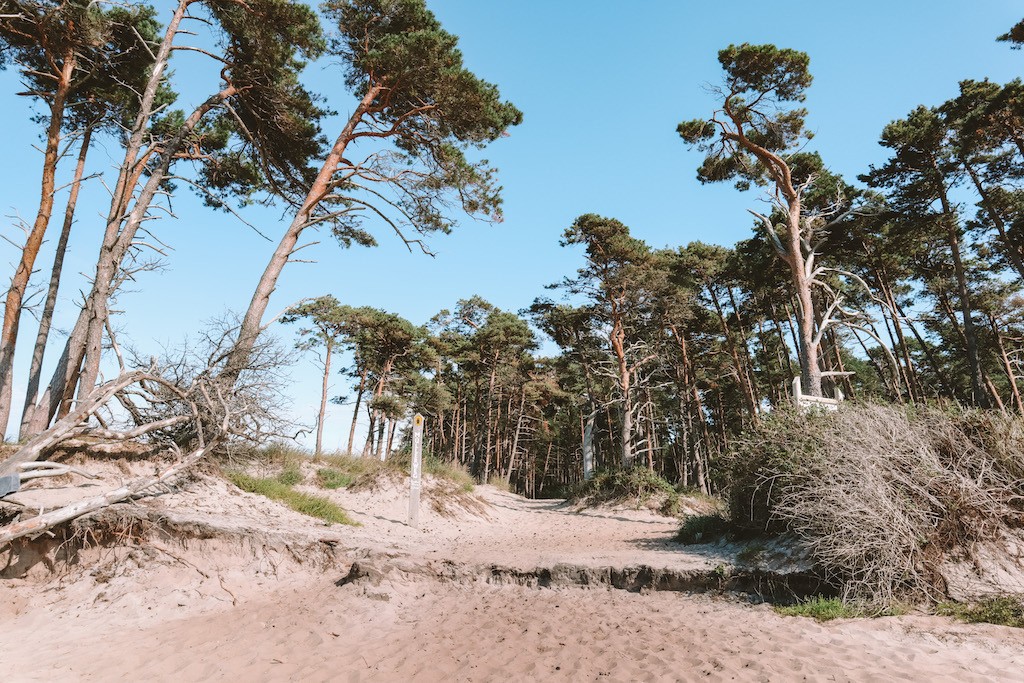 Wald am Strand in Zingst