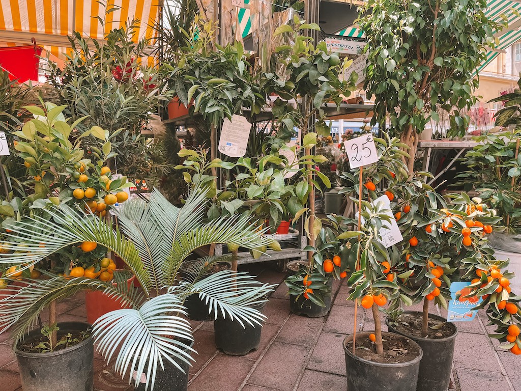 Orangenbäumchen beim Marché aux Fleurs Blumenmarkt