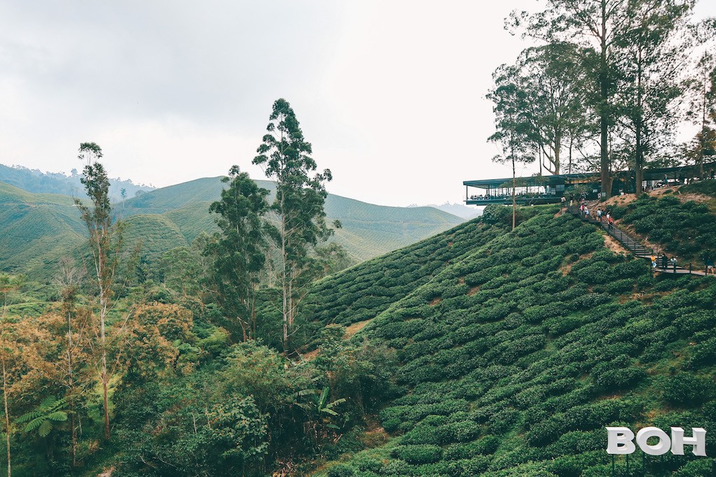 BOH Teeplantage in Cameron Highlands, Malaysia