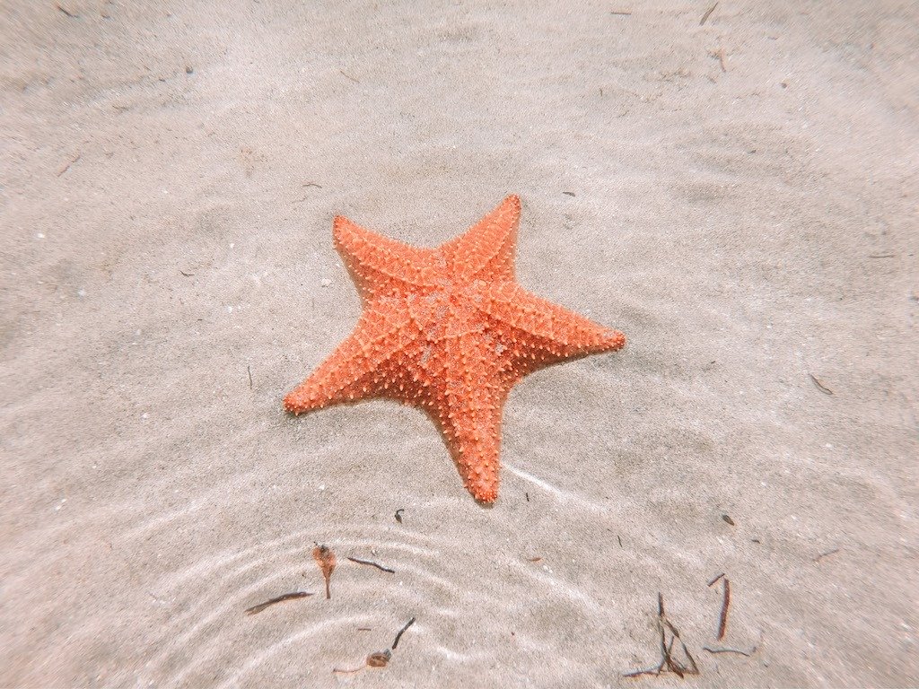 Seestern am Starfish Beach in Bocas del Toro