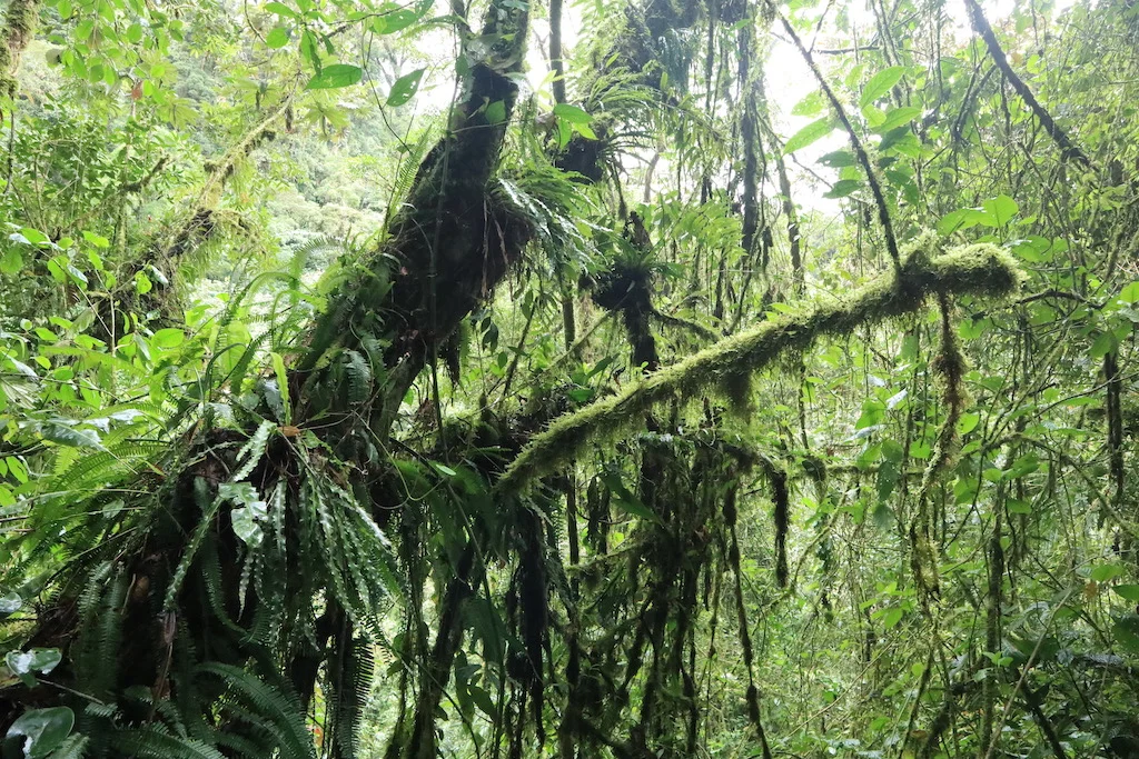 Regenwald in Boquete, Panama
