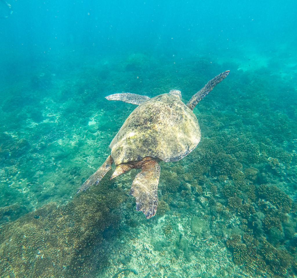 Schnorcheln mit Meeresschildkröten auf Isla Coiba