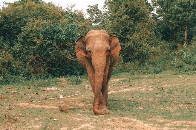 Elefant im Udawalawe Nationalpark, Sri Lanka