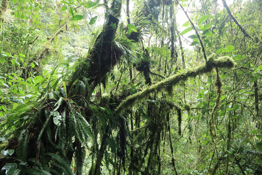 Wandern durch den Regenwald in Boquete