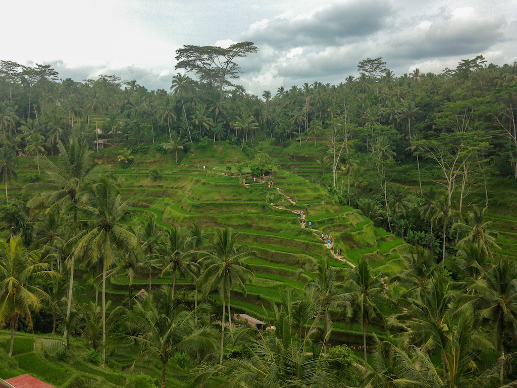 Tipp warme Reiseziele für März: Bali. Tegalalang Reisterrassen