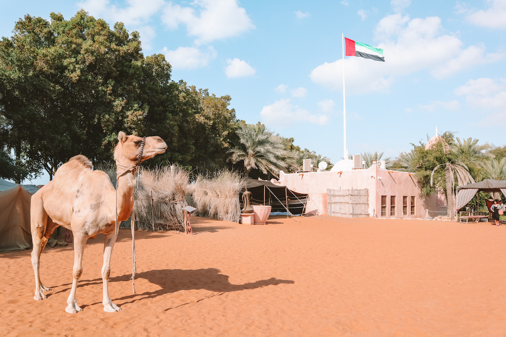 Kamel im Emirates Heritage Village in Abu Dhabi